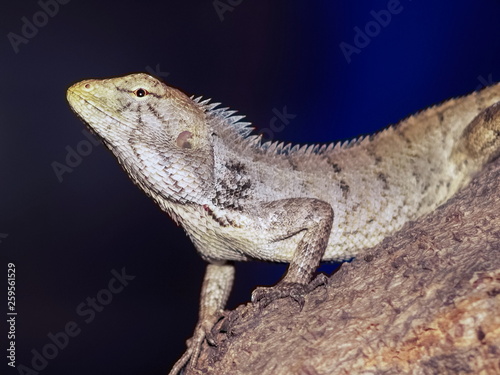 A oriental garden lizard  Calotes versicolor  perching on tree branch with nature blurred background.