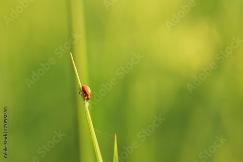 Ladybug on a green leaf background.