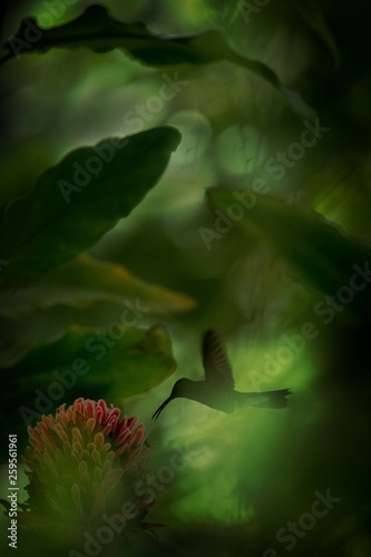 White-vented plumeleteer hovering next to red flower,tropical rainforest, Colombia, bird sucking nectar from blossom in garden,beautiful hummingbird with outstretched wings,exotic birding adventure photo