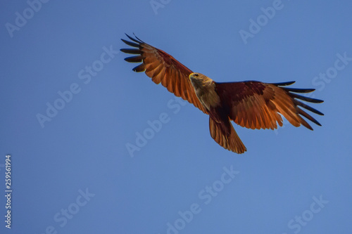 bald eagle in flight ©  flower  garden