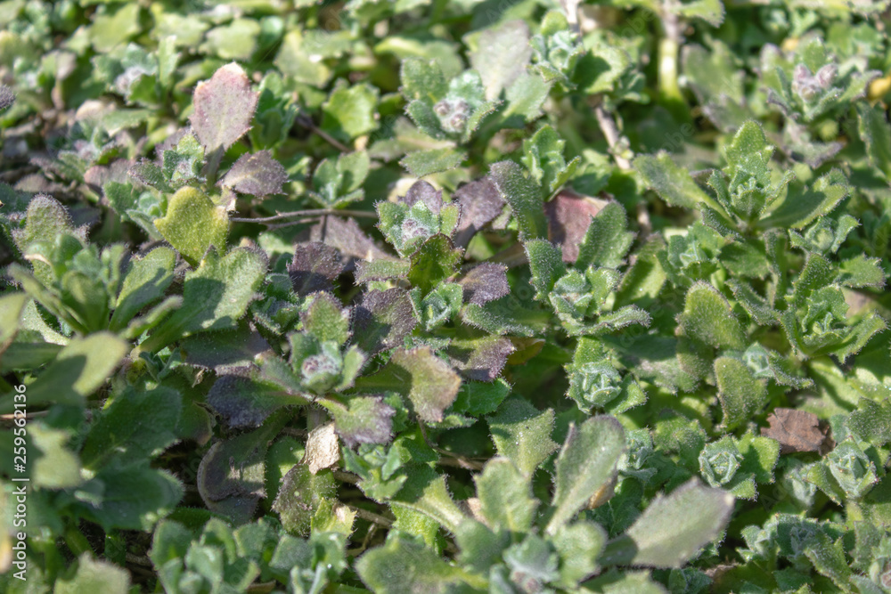 Green leaves, closeup, nature summer forest concept. Background green grass mat.