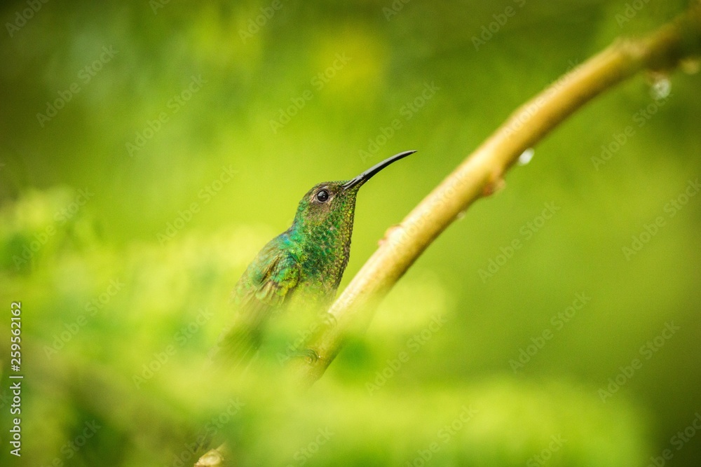 Fototapeta premium Glowing Puffleg sitting on branch in rain, hummingbird from tropical rain forest,Colombia,bird perching,tiny beautiful bird resting on tree in garden,clear background,nature scene from wildlife
