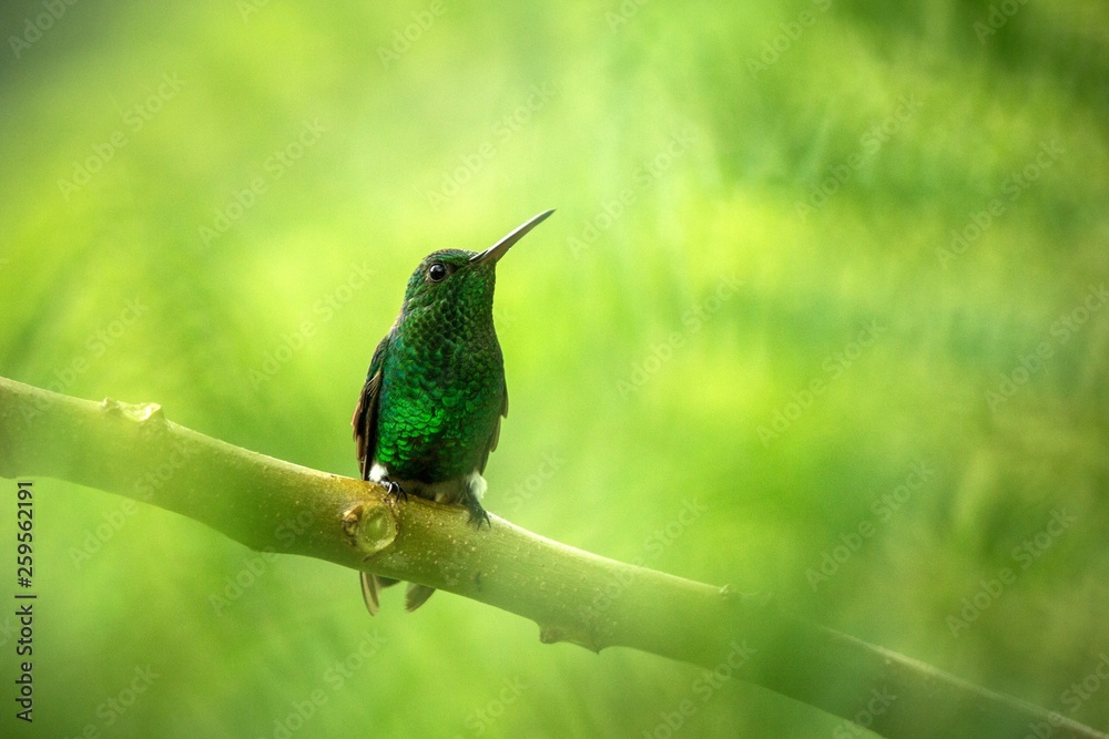 Naklejka premium Glowing Puffleg sitting on branch, hummingbird from tropical rain forest,Ecuador,bird perching,tiny beautiful bird resting on tree in garden,clear background,nature scene from wildlife