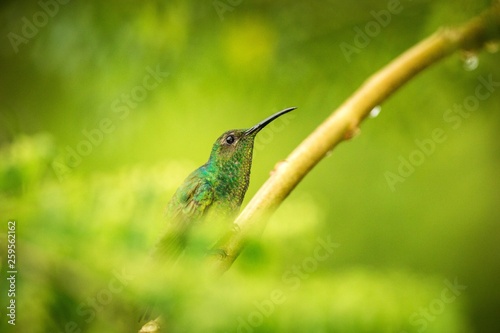 Glowing Puffleg sitting on branch in rain, hummingbird from tropical rain forest,Colombia,bird perching,tiny beautiful bird resting on tree in garden,clear background,nature scene from wildlife