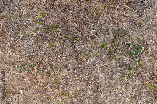 dry grass ground background. top view