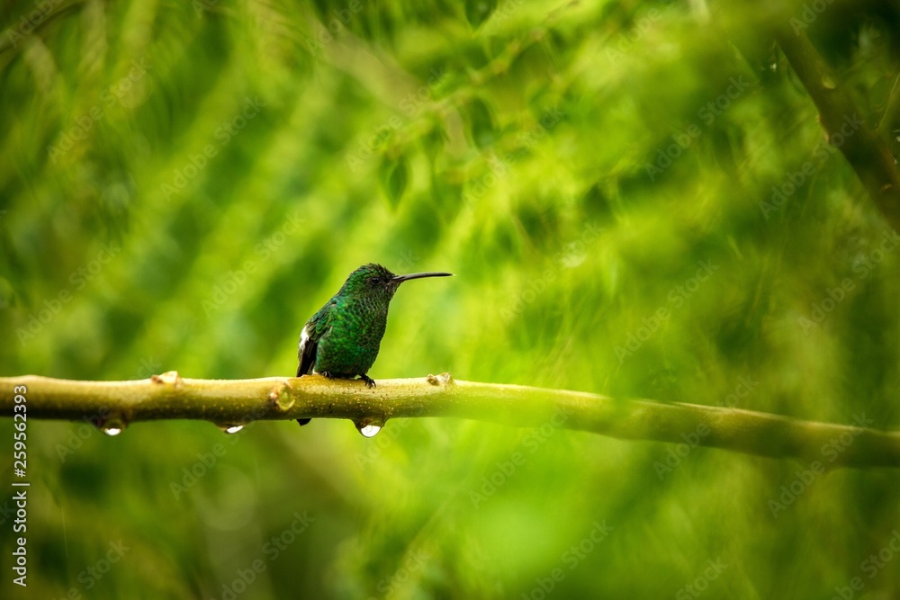 Obraz premium steely-vented hummingbird sitting on branch in rain, hummingbird from tropical rain forest,Colombia,bird perching,tiny beautiful bird resting on tree in garden,clear background,scene from wildlife