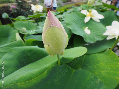 lotus sacré photo