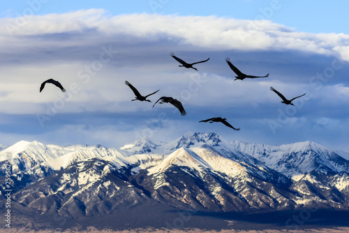 Flight of Sandhill Cranes With the Sangre de Cristo Mountains as a Backdrop © Gary