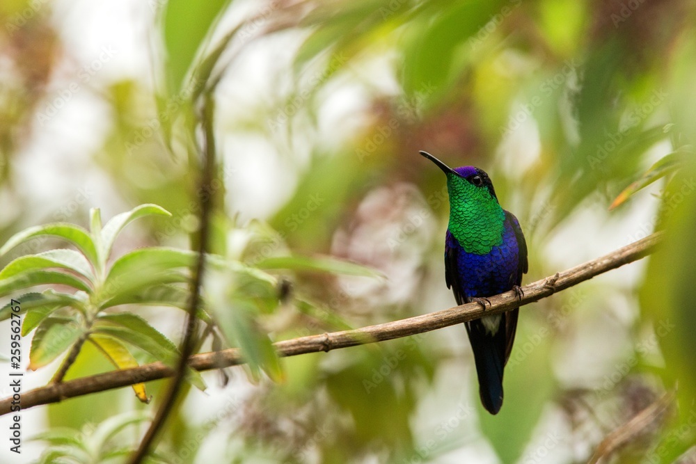 Fototapeta premium Green-crowned woodnymph sitting on branch, hummingbird from tropical forest,Ecuador,bird perching,tiny bird resting in rainforest,clear colorful background,nature,wildlife, exotic adventure trip