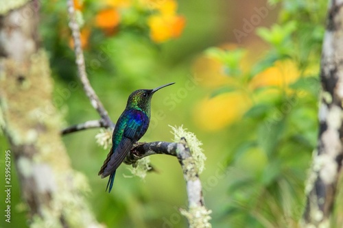 Green-crowned woodnymph sitting on branch, hummingbird from tropical forest,Ecuador,bird perching,tiny bird resting in rainforest,clear colorful background,nature,wildlife, exotic adventure trip