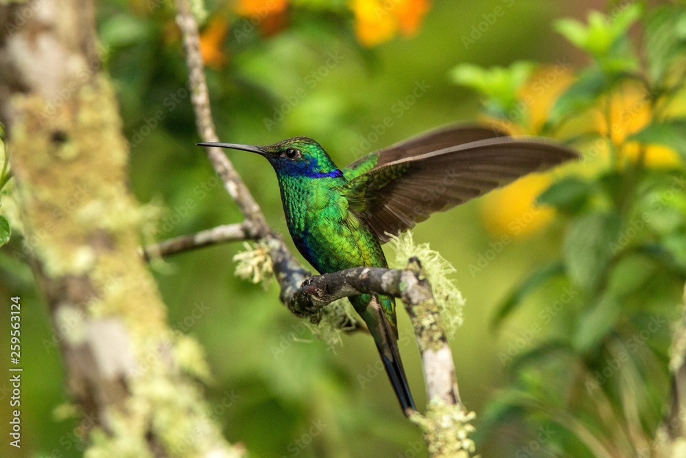 Green violet-ear sitting on branch, hummingbird from tropical forest,Ecuador,bird perching,tiny bird with outstretched wings,clear colorful background,nature,wildlife, exotic rainforest trip Green violet-ear sitting on branch, hummingbird from tropical forest,Ecuador,bird perching,tiny bird with outstretched wings,clear colorful background,nature,wildlife, exotic rainforest trip