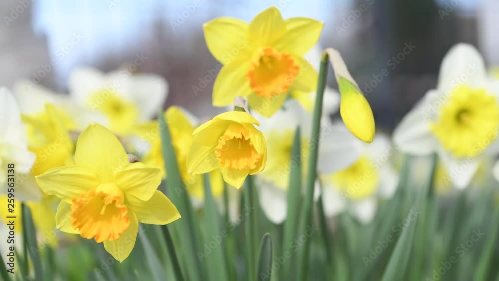 Daffodils blooming in the garden. Spring Daffodils blooming in the garden. Spring