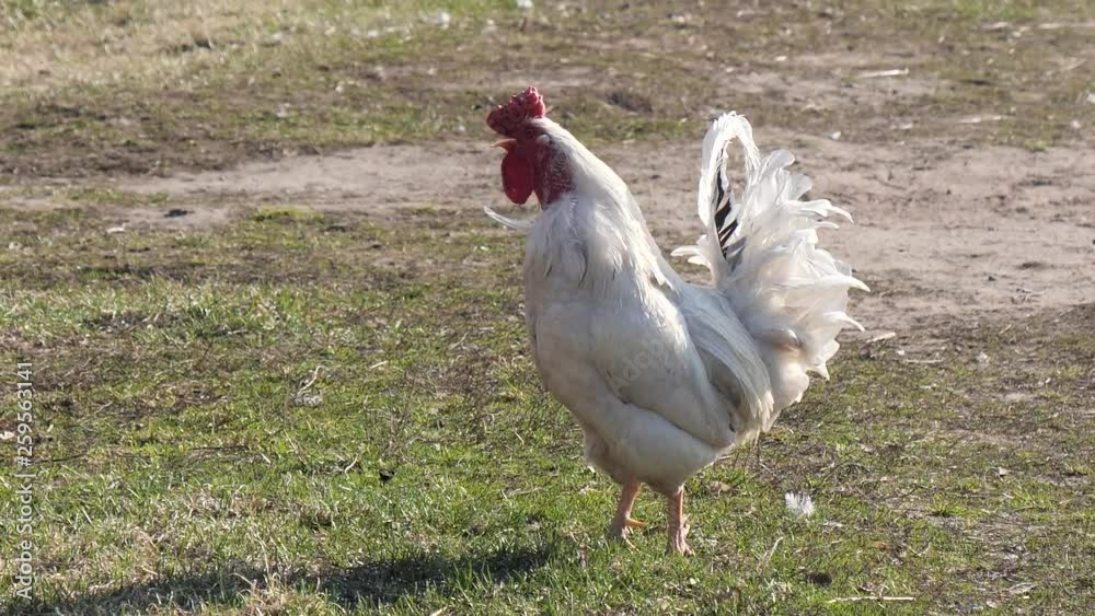 beautiful white rooster on the lawn in the village. beautiful white rooster on the lawn in the village.
