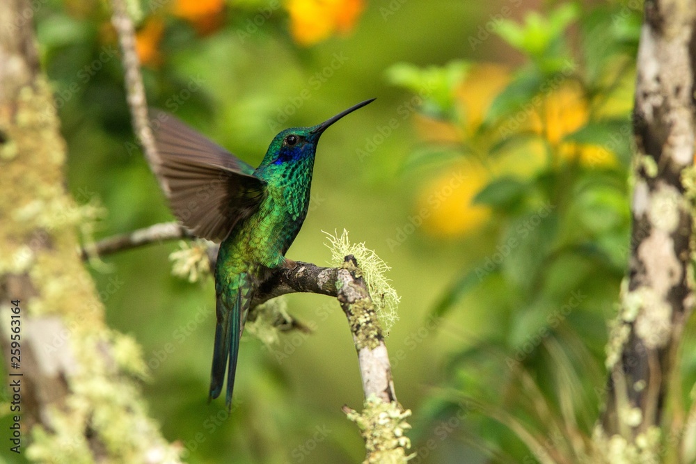 Fototapeta premium Green violet-ear sitting on branch, hummingbird from tropical forest,Ecuador,bird perching,tiny bird with outstretched wings,clear colorful background,nature,wildlife, exotic rainforest trip