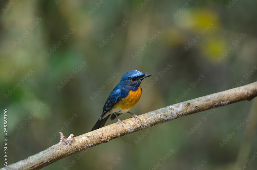 Hill Blue Flycatcher on a branch