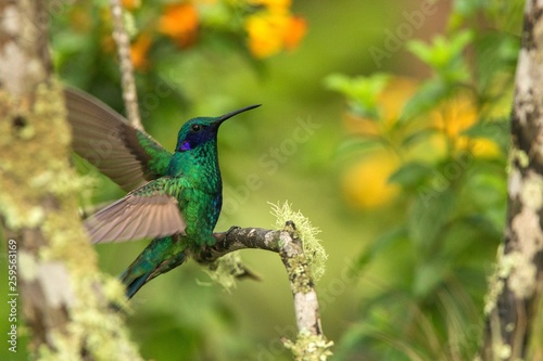 Green violet-ear sitting on branch, hummingbird from tropical forest,Ecuador,bird perching,tiny bird with outstretched wings,clear colorful background,nature,wildlife, exotic rainforest trip