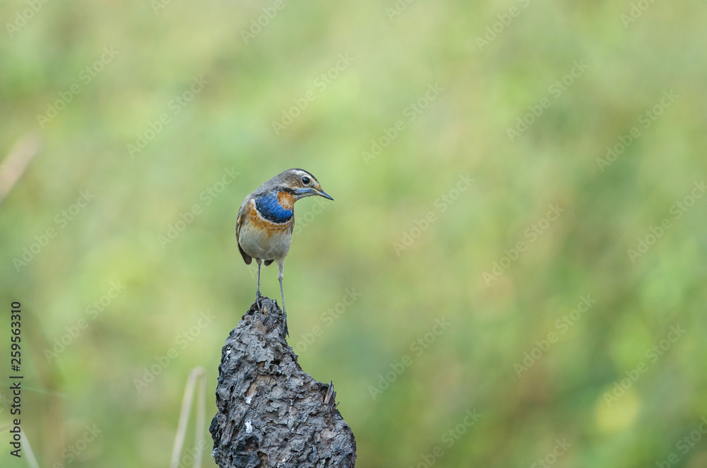 beautiful male Bluethroat (Luscinia svecica) beautiful male Bluethroat (Luscinia svecica)