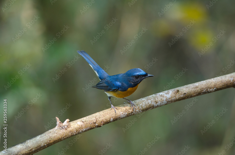 Hill Blue Flycatcher on a branch Hill Blue Flycatcher on a branch