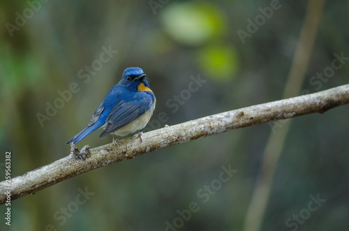 Hill Blue Flycatcher on a branch