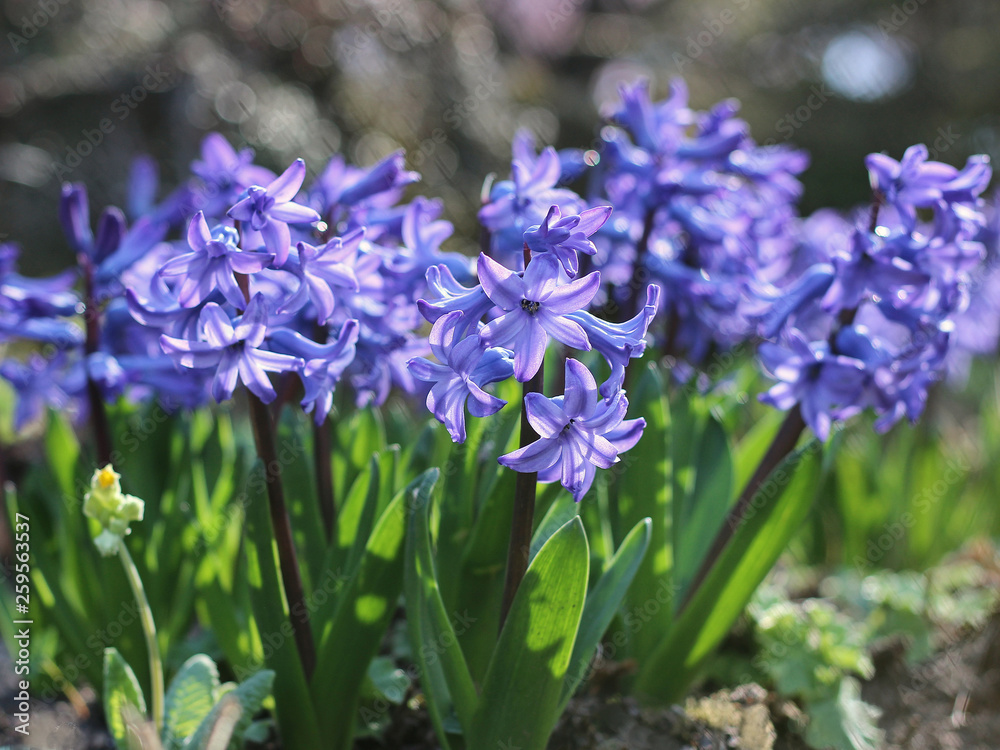 blue hyacinth in the garden blue hyacinth in the garden