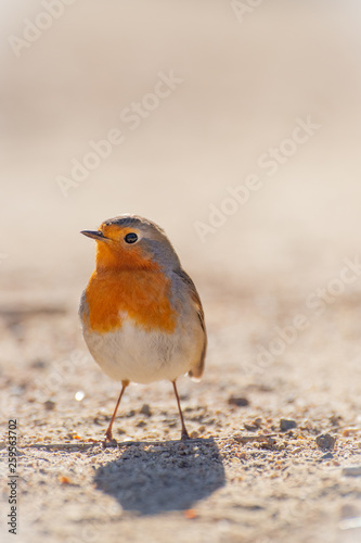 Close portrait of European Robin, Robin Redbreast or Petirrojo (Erithacus rubecula), a very common bird that inhabits close to human gardens and parks.