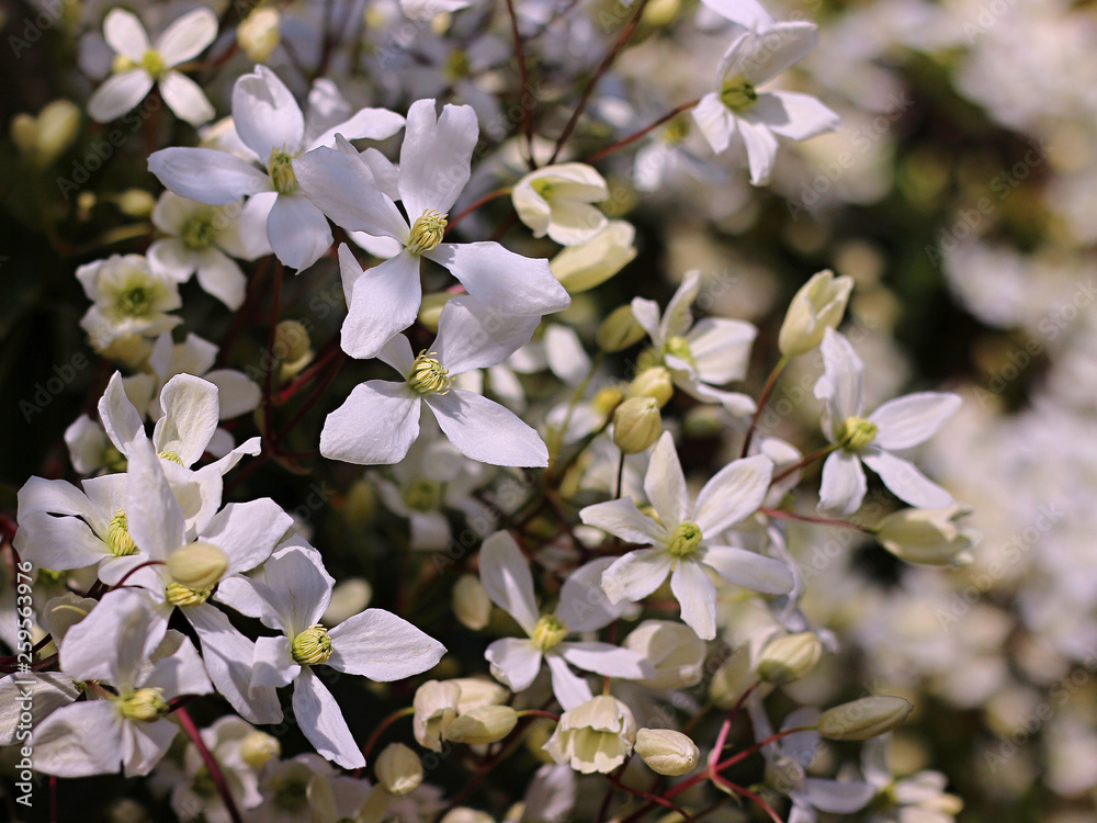 Fototapeta premium white spring flowers in the garden