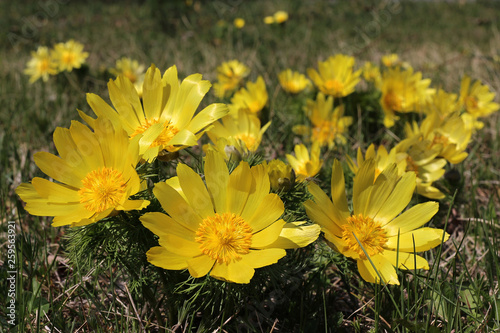 Tableau sur toile yellow adonis blooming in a meadow
