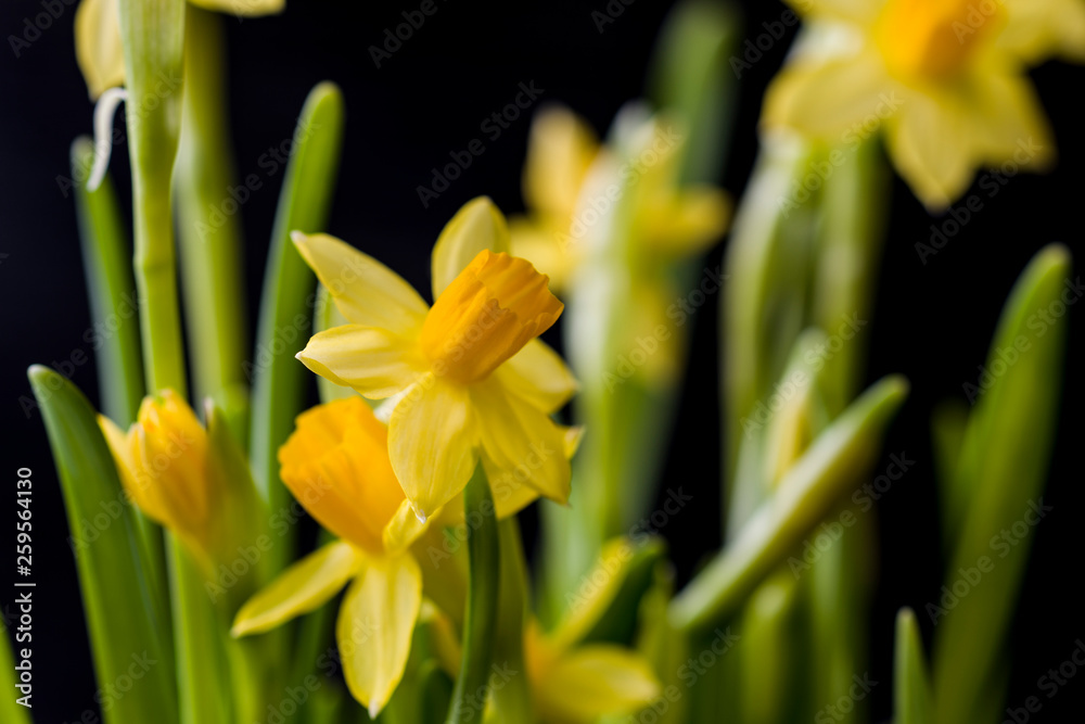 Miniature bright yellow Narcissus flowers on a black background Blurred image. Selective focus. Miniature bright yellow Narcissus flowers on a black background Blurred image. Selective focus.