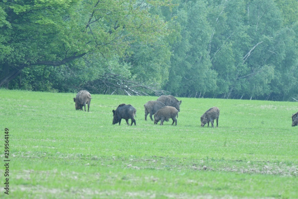 wildlife wild boar near the forest grazing grass