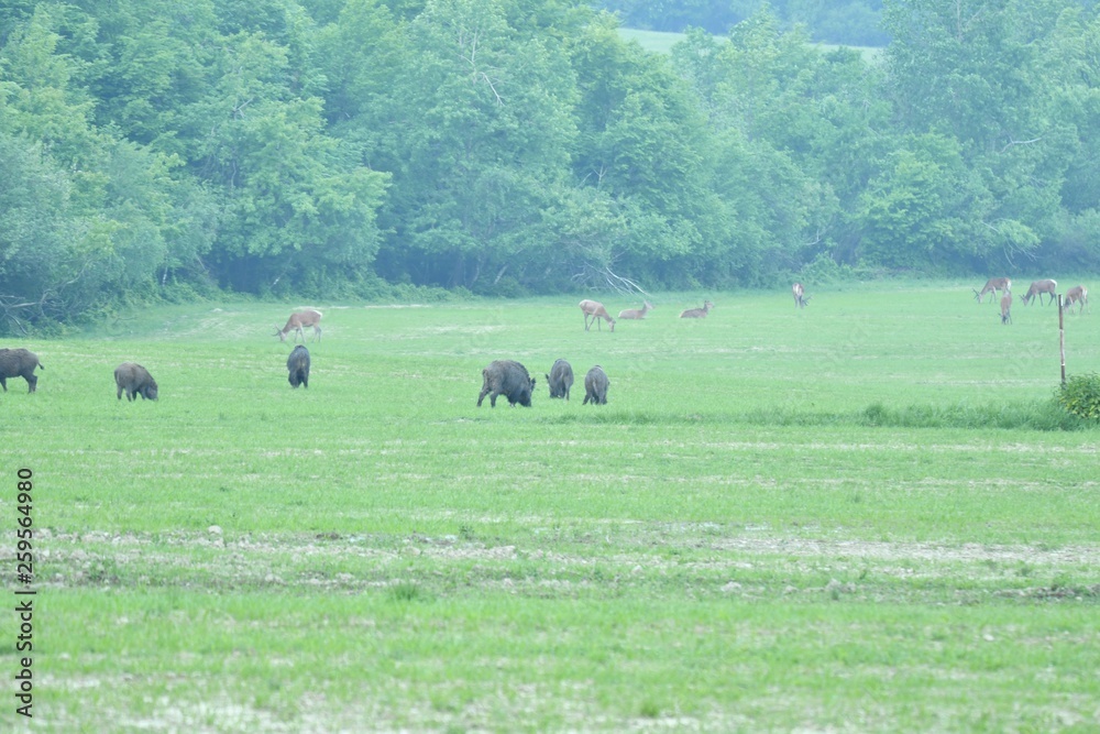 Wildlife wild boar and deer together grazing on the medow 