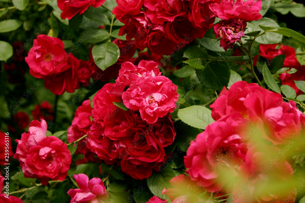 Bush bright pink garden roses. Pink flowers on a background of green leaves. Copyspace, background, close-up,