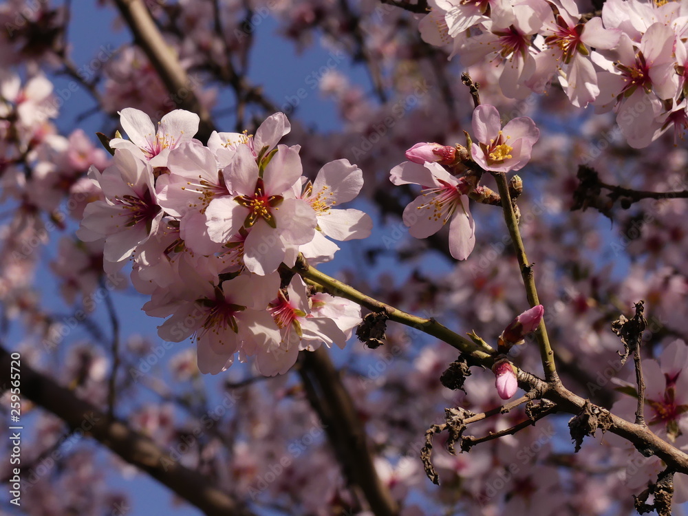 Many plants bloom in spring. including fruit trees (cherries, plums, peaches, and others). Many plants bloom in spring. including fruit trees (cherries, plums, peaches, and others).