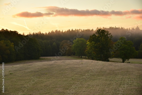 Morning field