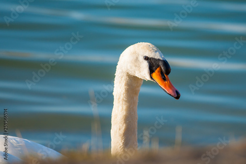  Swan on the shore of a lake - closeup