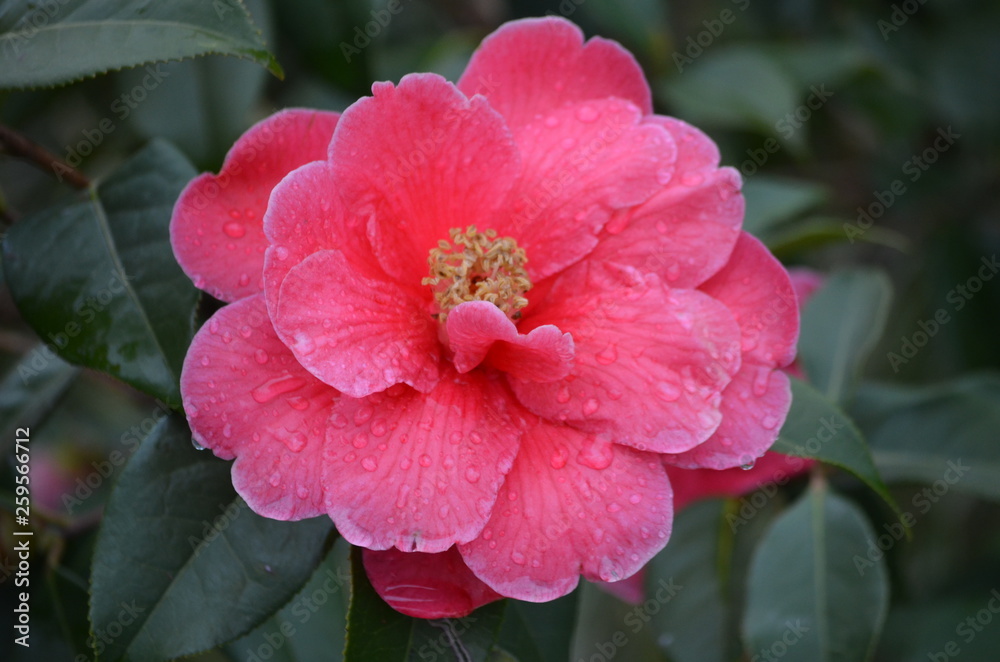 Close up of pink magenta Camelia flower in a garden with water-drops on petals Close up of pink magenta Camelia flower in a garden with water-drops on petals