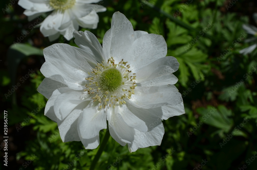 Close up of a white anemone flower in a garden in a sunny spring day, soft focus, close up Close up of a white anemone flower in a garden in a sunny spring day, soft focus, close up