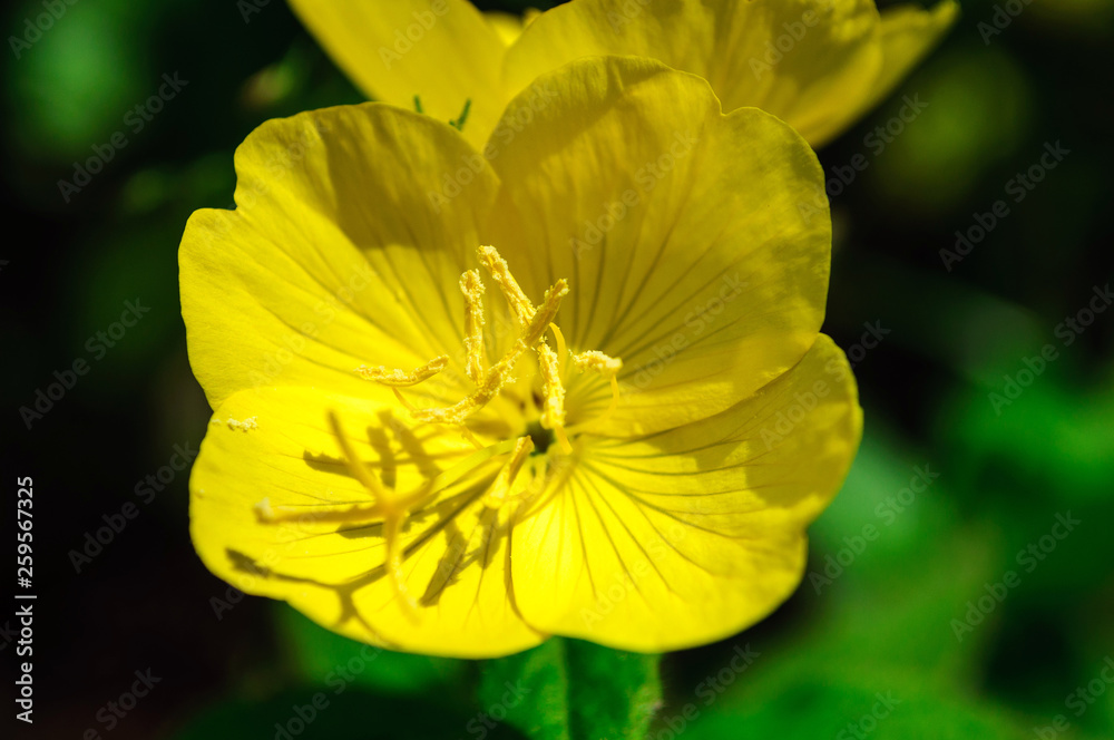 One yellow flowers of Oenothera biennis in garden.