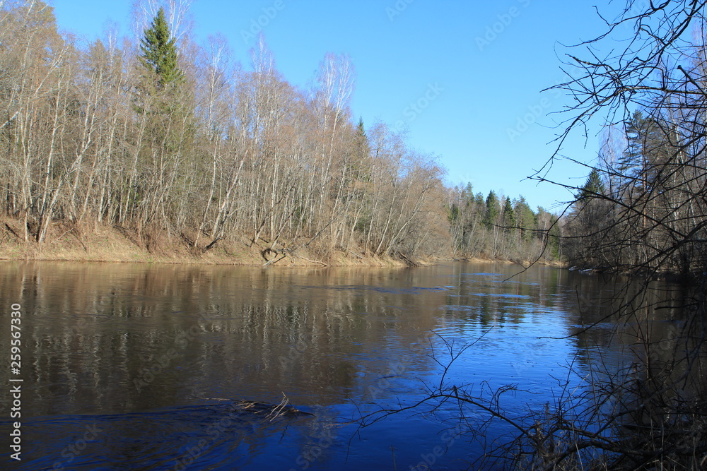 Obraz premium Spring in the forest