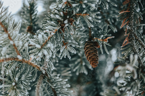 Wallpaper Mural Frosty Pine Torontodigital.ca