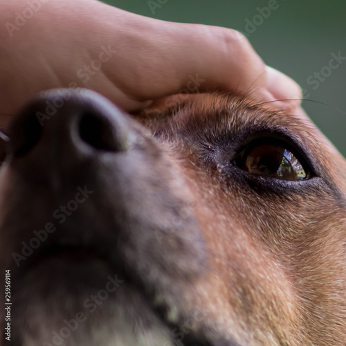 ANIMAIS, PASSAROS, GAVIÃO, CALANGO, CORUJA