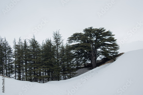 This is a capture for a Cedar forest in north Lebanon and you can see the trees covered in snow during winter photo