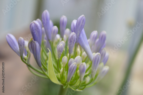 FLOR 