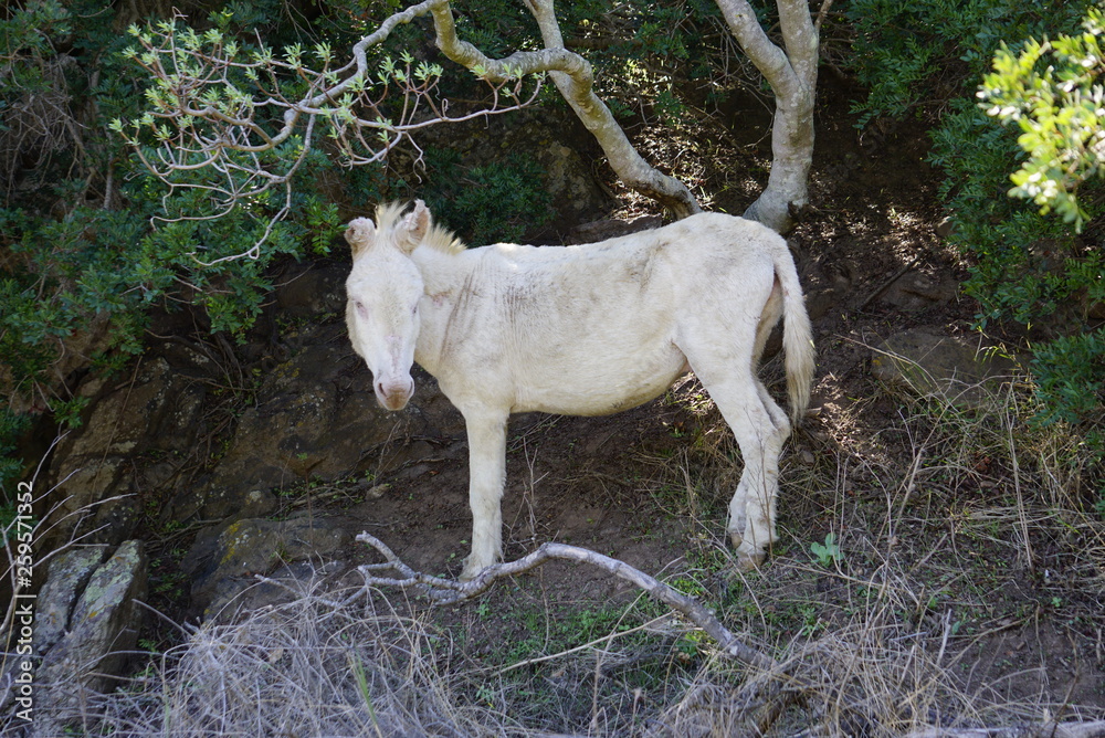 White donkey in Asinara island in Sardinia White donkey in Asinara island in Sardinia