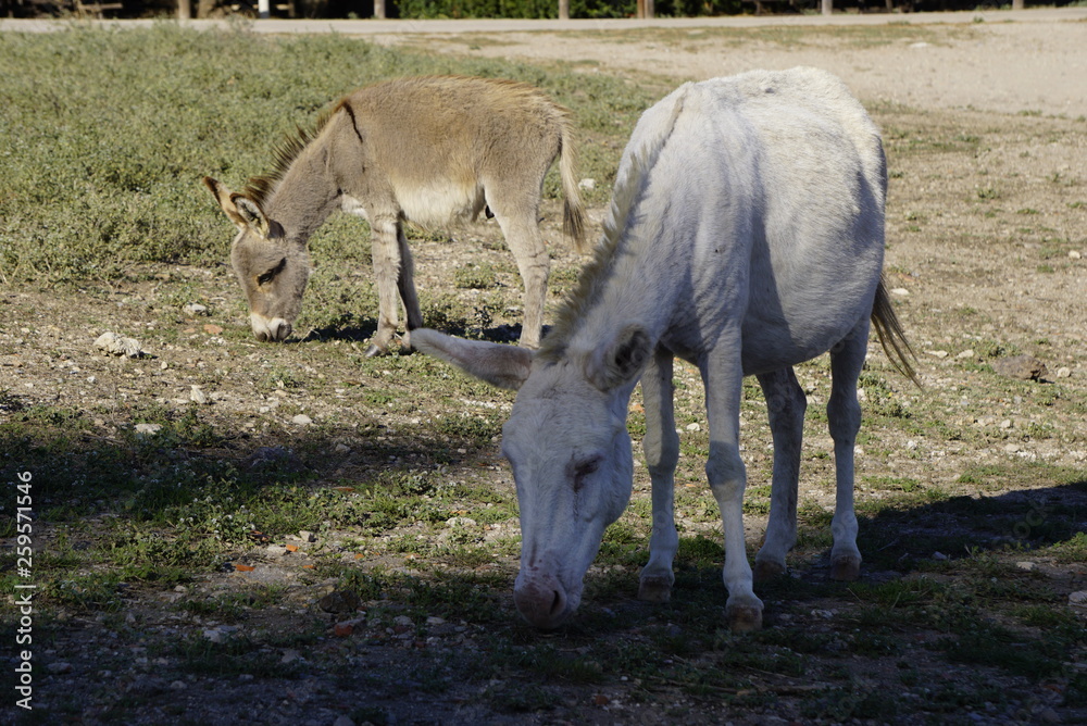 White donkey in Asinara island in Sardinia White donkey in Asinara island in Sardinia