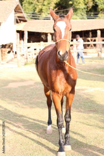 ANIMAIS, PASSAROS, GAVIÃO, CALANGO, CORUJA