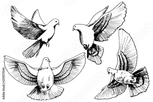 Doves set sketch on white background