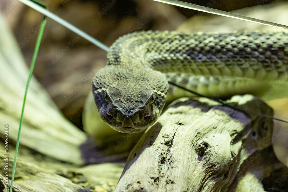 Fototapeta premium Puff adder (Bitis arietans)