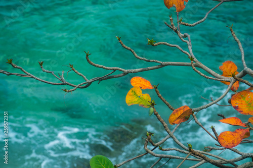 Colorful leaves malabar tree on emerald sea water 
