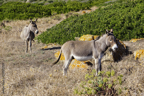 Donkeys in Asinara island