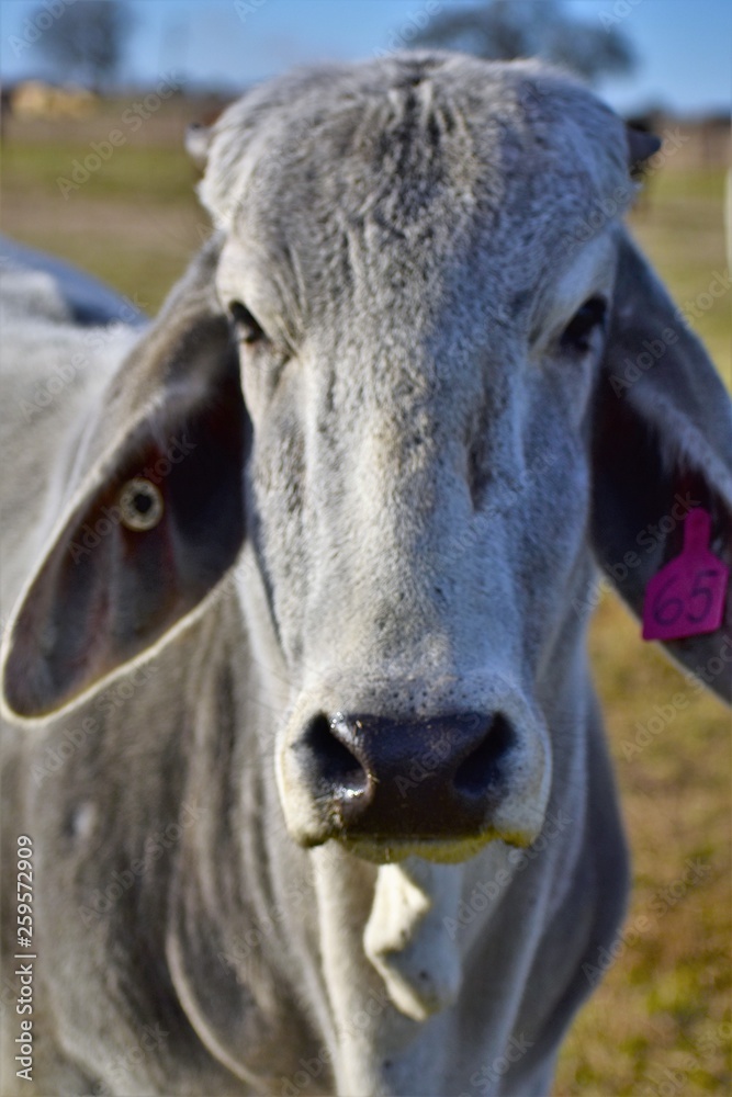 close up of a gray Brahma cow